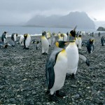 king-penguin-group