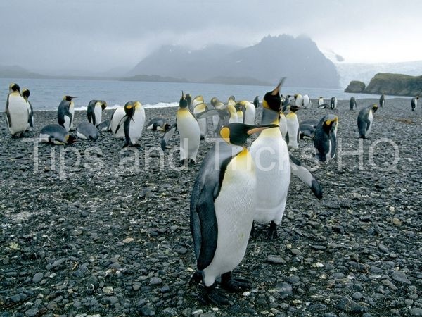 king-penguin-group