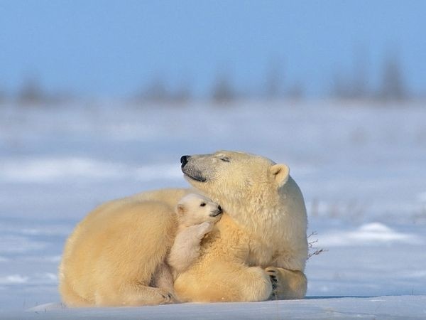 polar-bear-with-baby