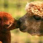 alpacas-kiss