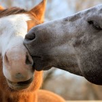 horses-kiss