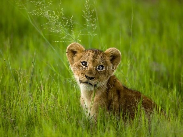 african-lion-cub