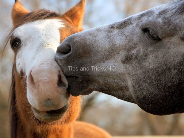 horses-kiss