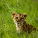 african-lion-cub